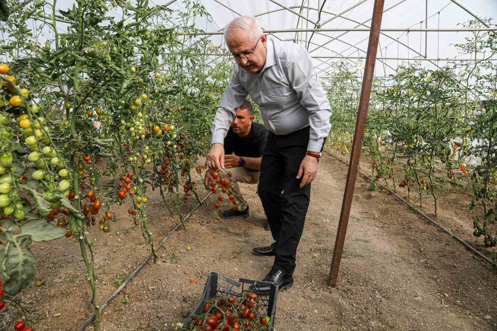 Van’da Ata Tohumları Toprakla Buluştu, İlk Hasat Yapıldı