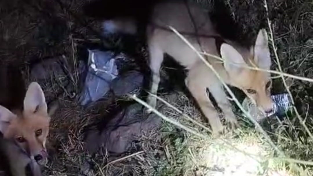 Van’da tilki ile arıcının gülümseten anları