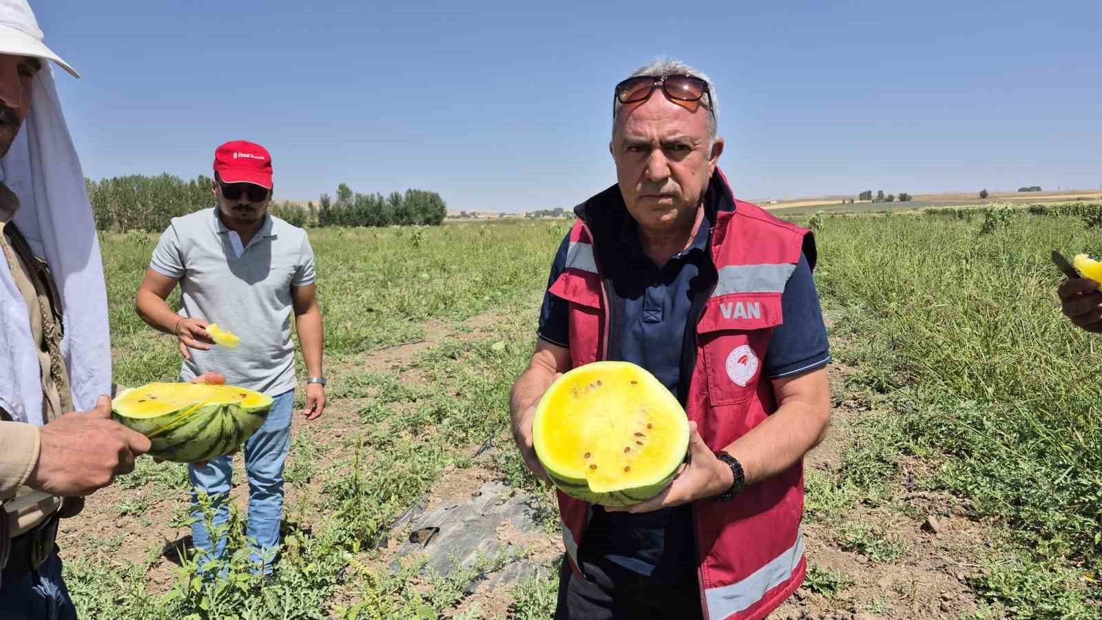 Van’da üretilen sarı karpuz rengi ve tadı ile çok beğeniliyor