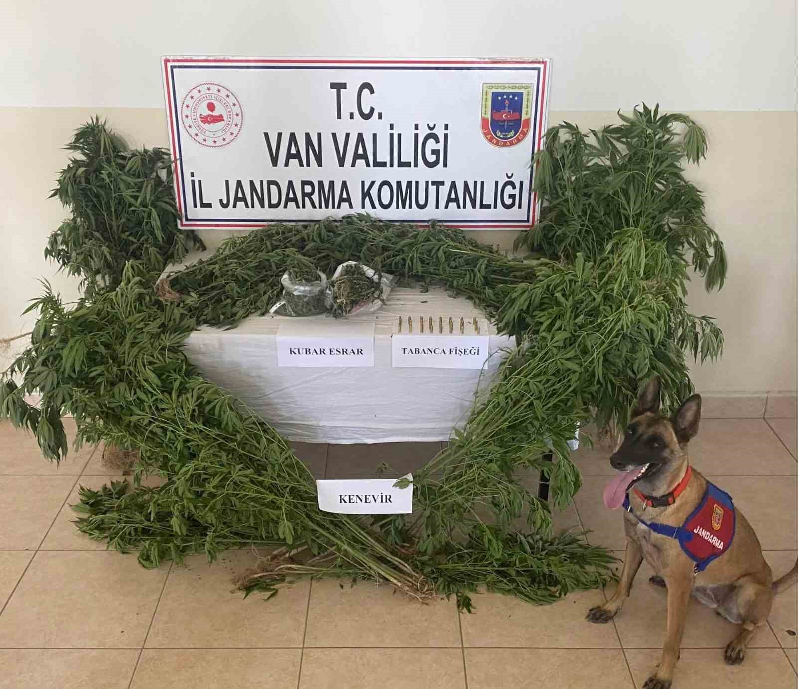 Van’da uyuşturucu operasyonu: Evinin çatısına kenevir ekti