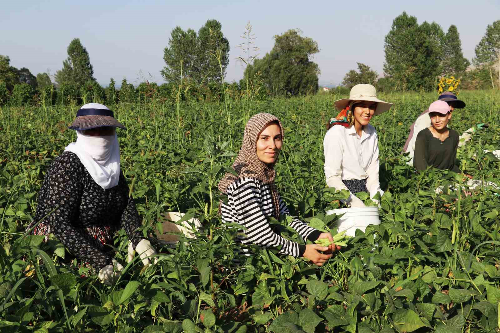 Van’ın Gevaş fasulyesi girişimci kadınların eliyle değerleniyor