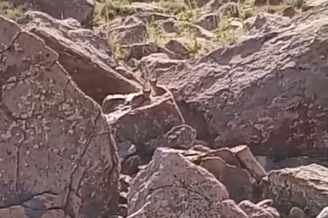 Van’ın Muradiye ilçesinde vaşak ailesi görüntülendi