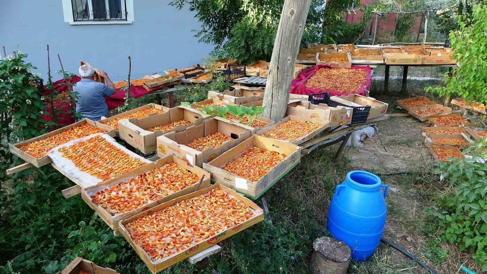 Vanlıların kayısı kurutma mesaisi başladı