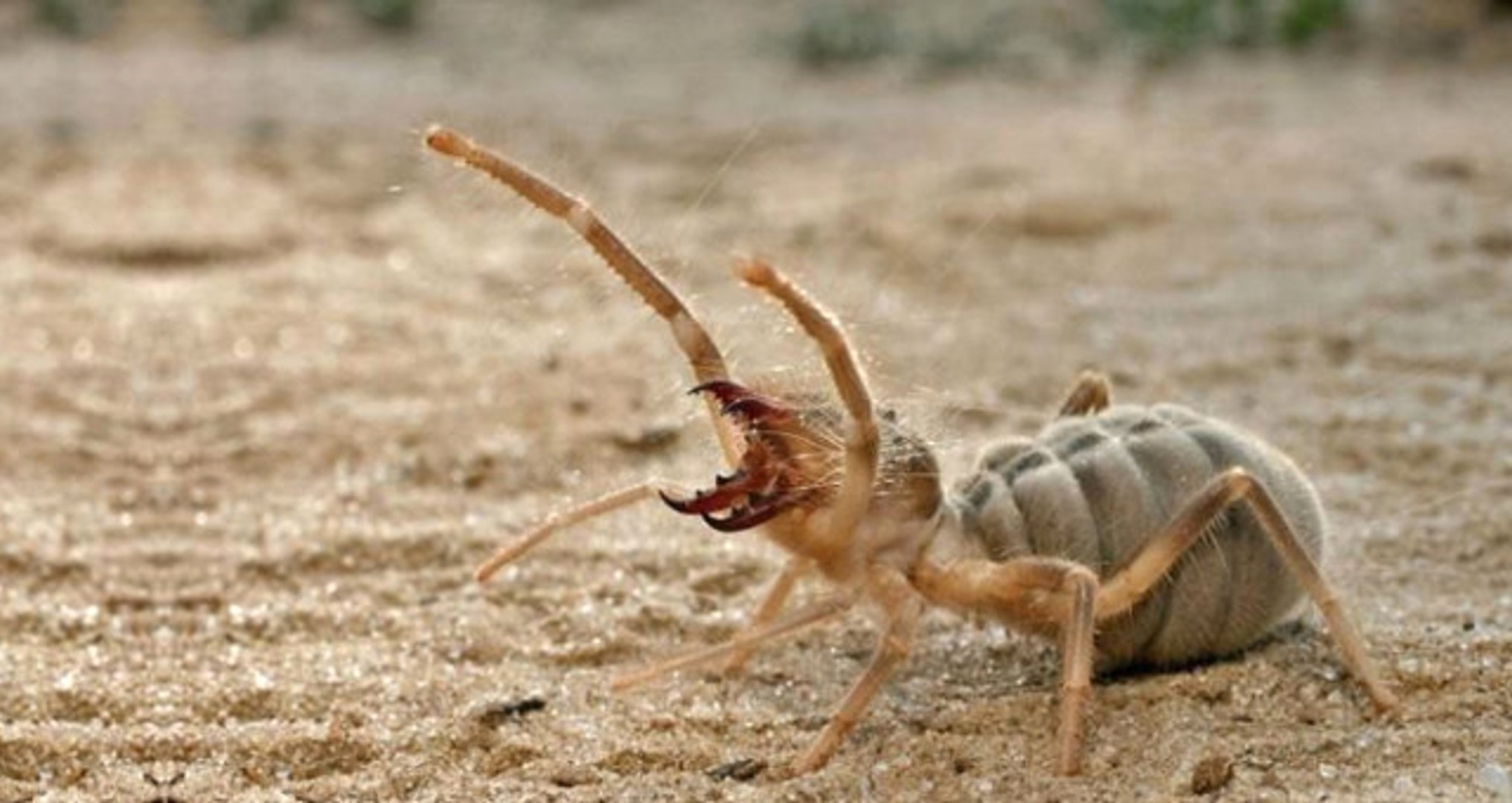 Van’da Kedi İle Et Yiyen Sarıkız Örümceğinin Kavgası Kameralara Yansıdı