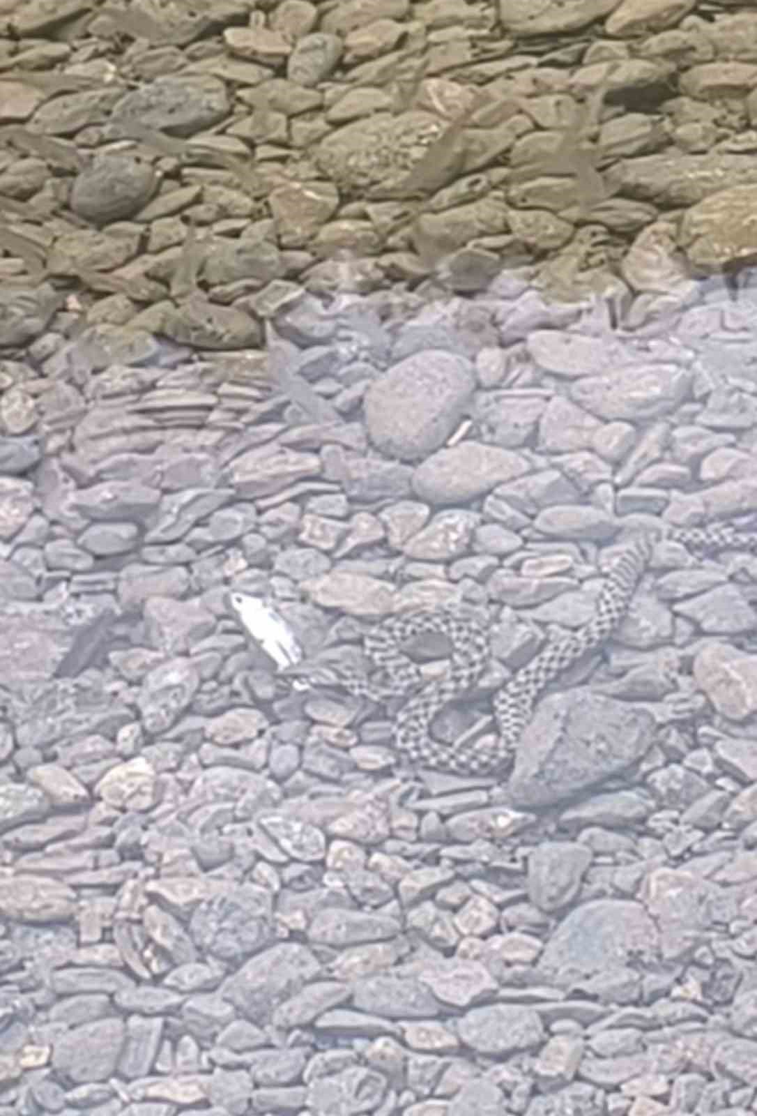 Yılanın balık avı kameraya yansıdı