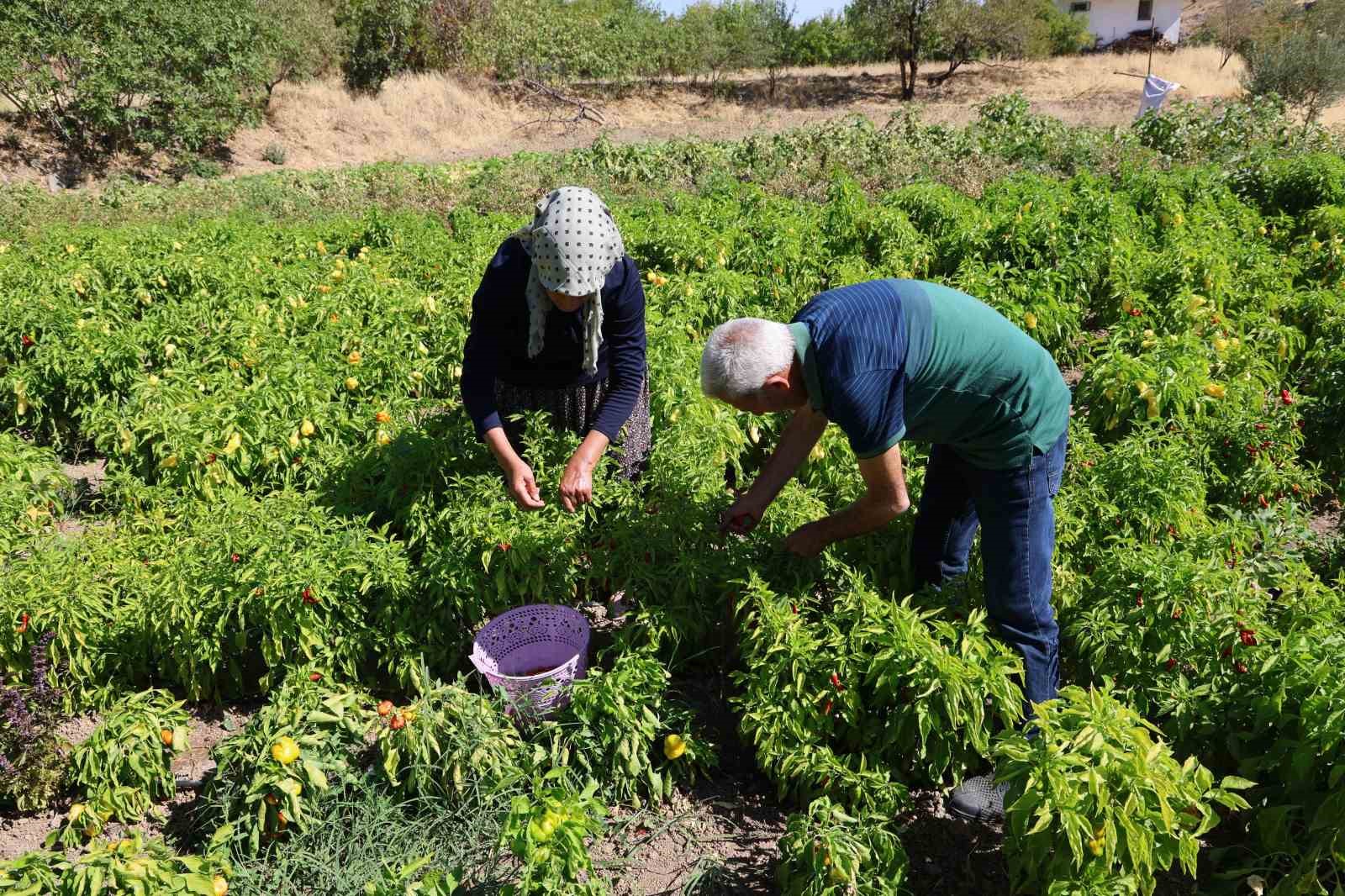 Eşi emekli olduktan sonra köyüne yerleşen girişimci kadın, acı ve tatlıyı bir araya getirdi