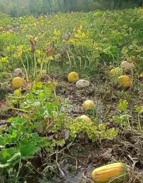 1 yıllık emeği heba olan çiftçi isyan etti