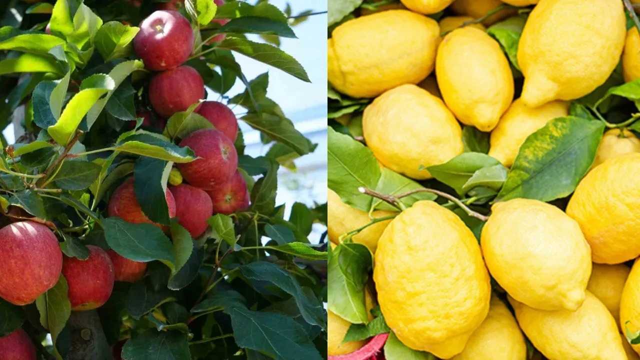 Limon ve Elma İhracatında Yeni Düzenleme