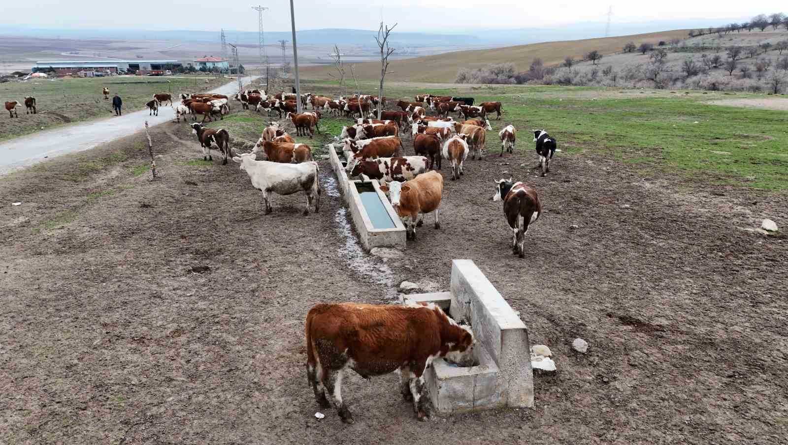 Hayvancılığa destek: Buzağı, malak ve çoban desteği arttırıldı