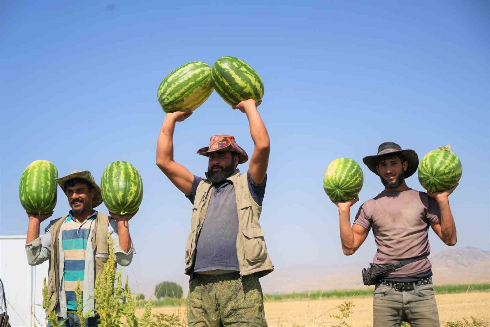 Muş’ta karpuz hasadından 2 milyar liralık gelir bekleniyor