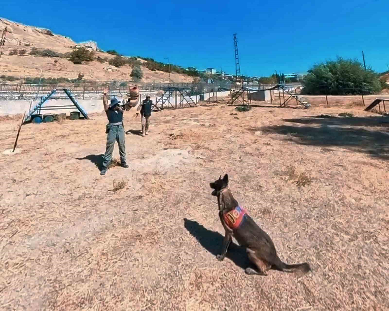 Van’da Jandarmanın Eğitim Köpekleri Parkurda Yeteneklerini Sergiledi