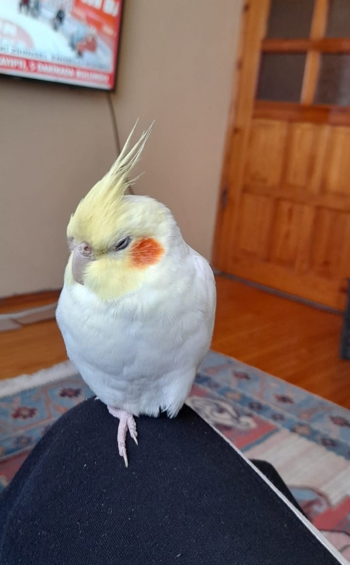 Kaçan sultan papağanı Paşa’yı bulana ödül verilecek