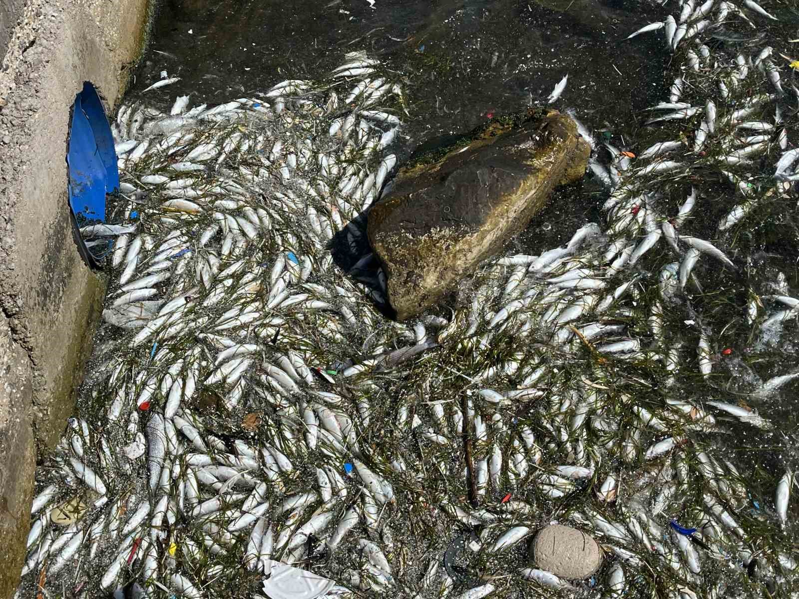İzmir Körfezi’nde balık ölümleri endişe yaratıyor