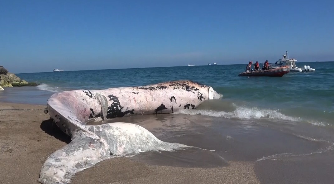 Yaklaşık 16 metre: 4 yıl önce gömülen ‘Balina’ iskeleti bilimsel kazıyla gün yüzüne çıkacak