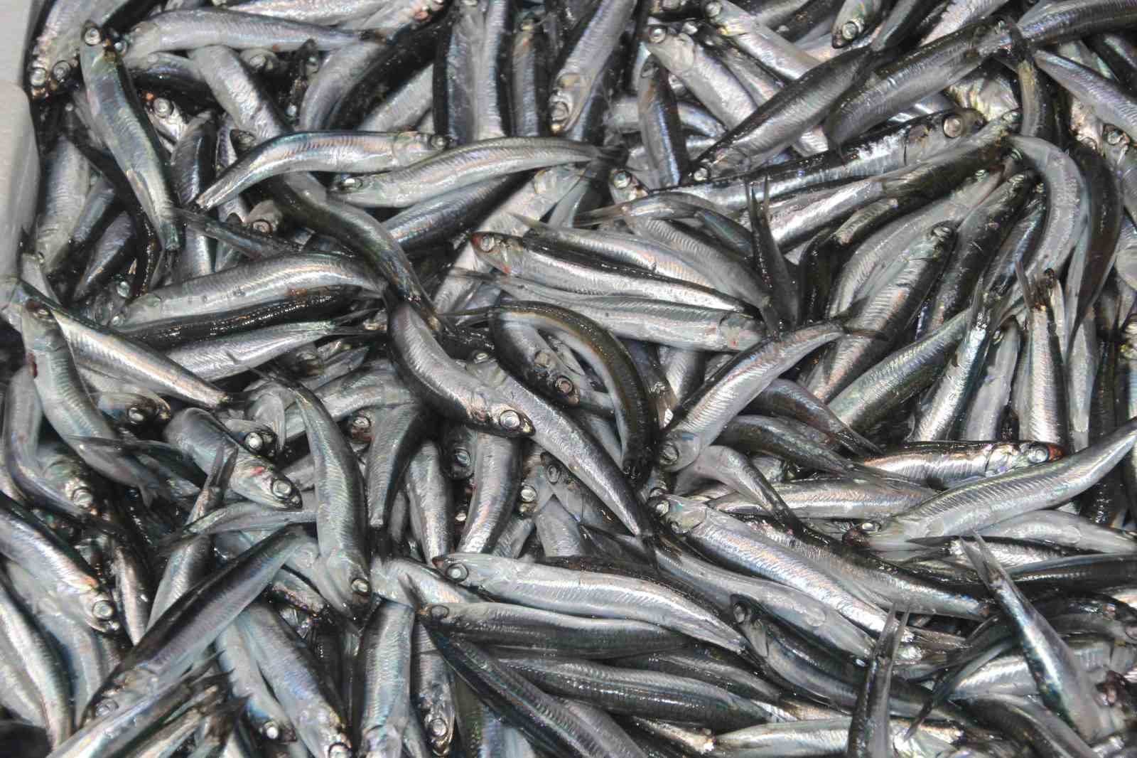 Tezgahların gözdesi ’hamsi’