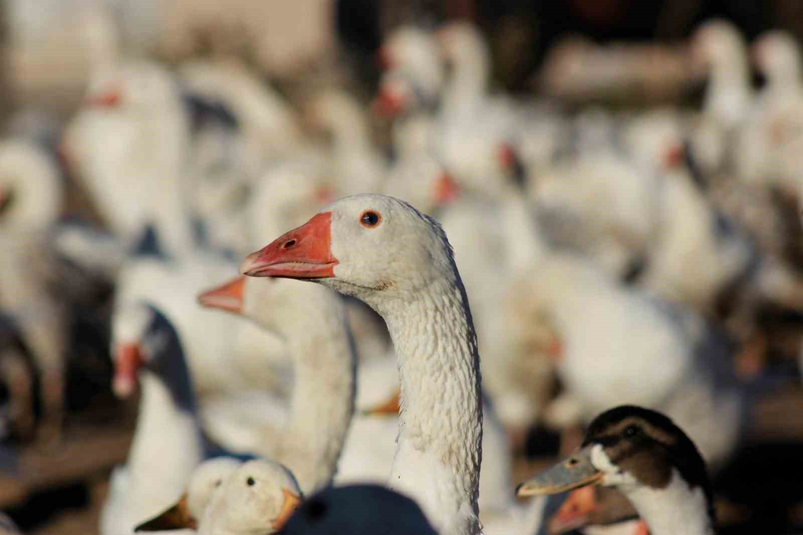 5 kazla başladı, üretimi 850’ye çıkardı