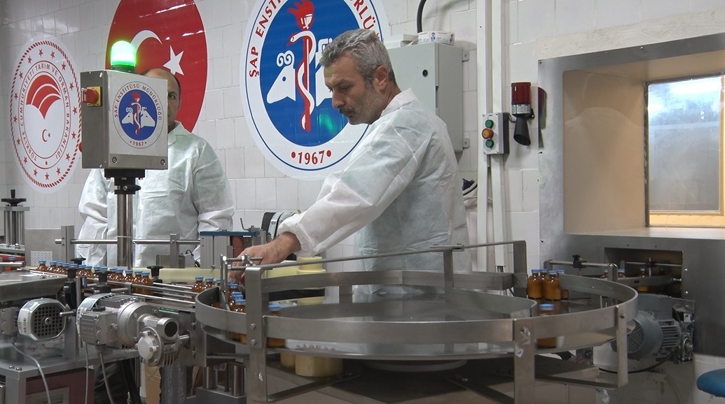 Şap hastalığı ile mücadelede üretilen aşılar hem Türkiye’ye hem de komşu ülkelere deva oluyor