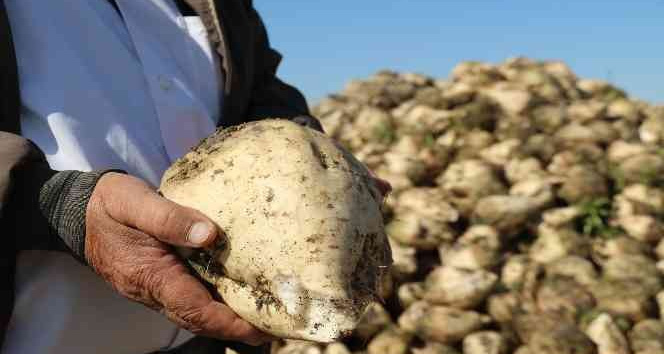 Şeker Pancarı Alım Fiyatı Açıklandı