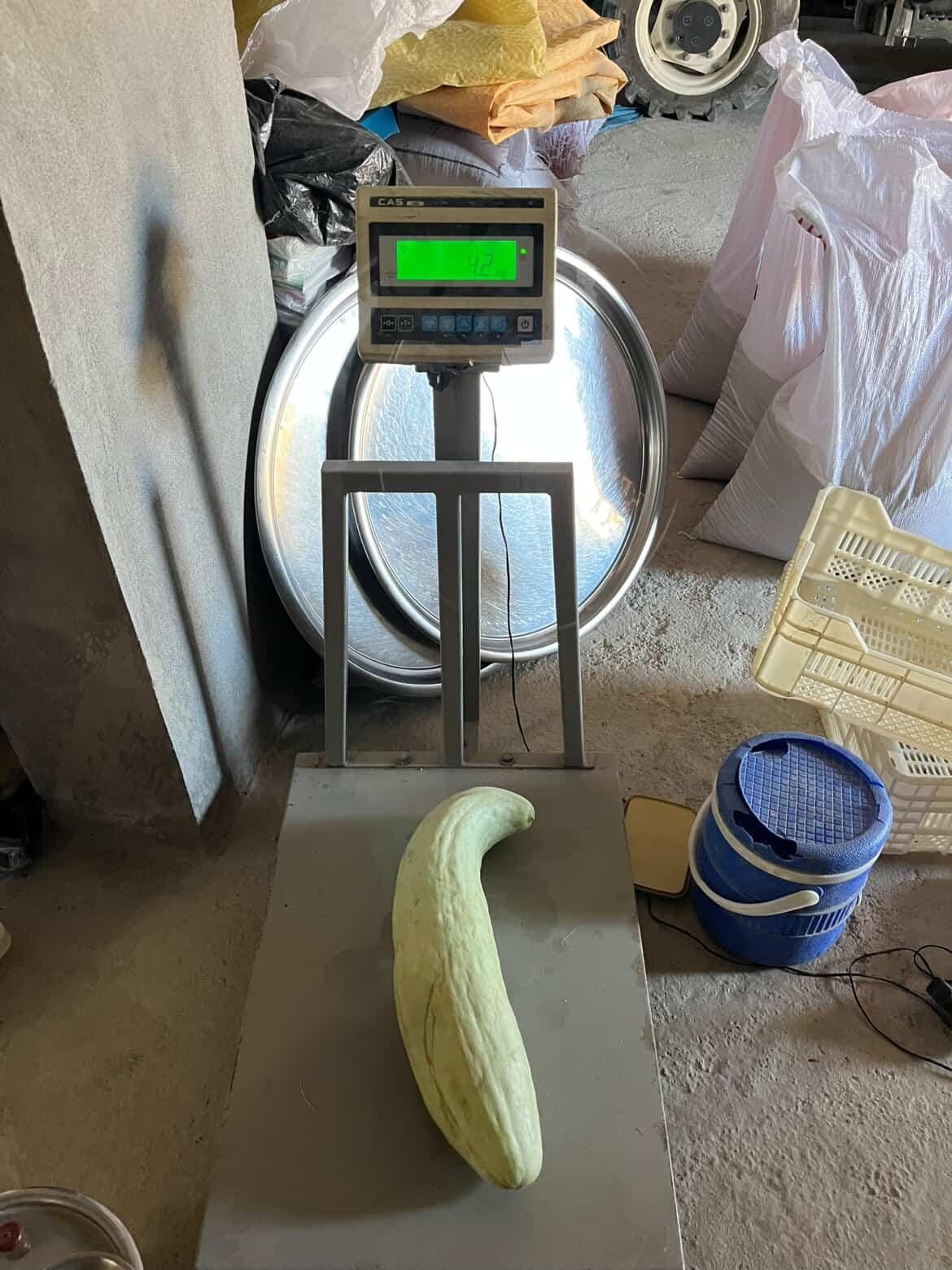 4,5 kiloluk dev acur hayrete düşürdü