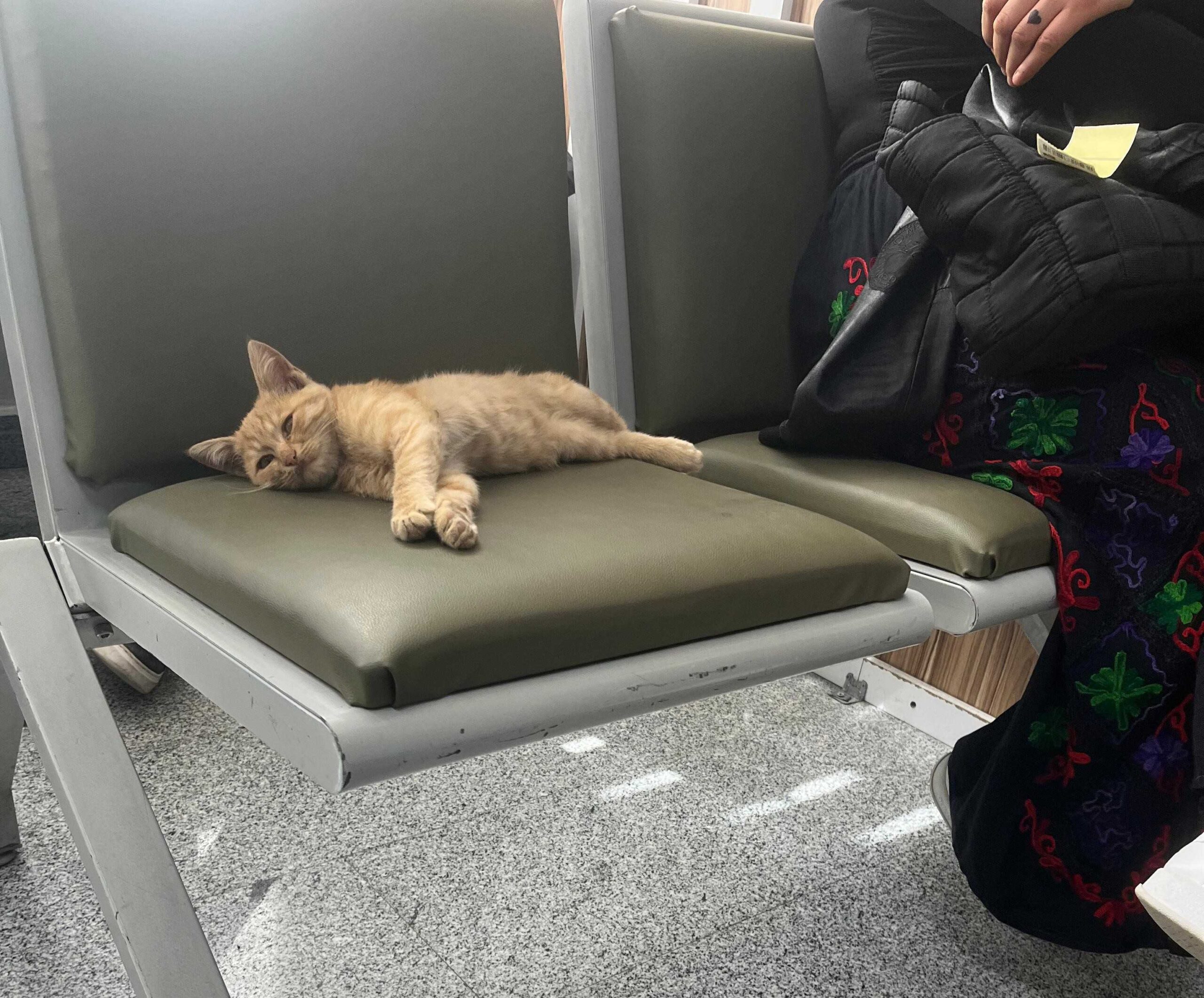 Van Eğitim ve Araştırma Hastanesi Acil Servisinde minik misafir