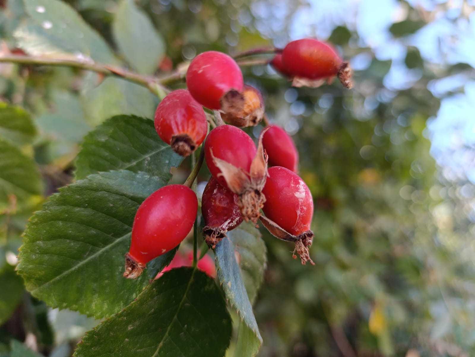 Van’da kuşburnu zamanı: Bağışıklığı güçlendiren şifa deposu