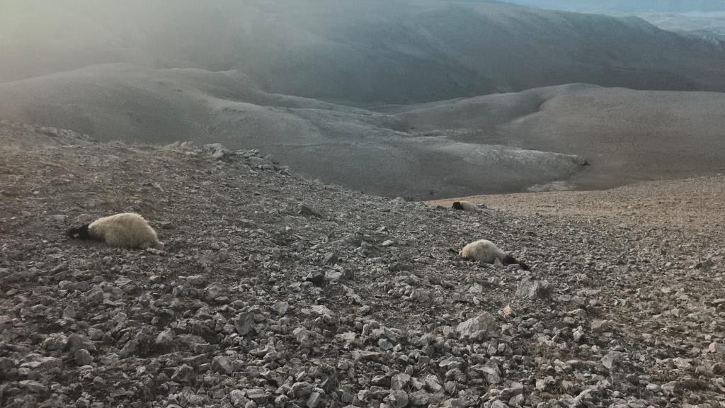 Van’da Kurt Saldırısı: 55 Koyun Telef Oldu, 20 Koyun Yaralı