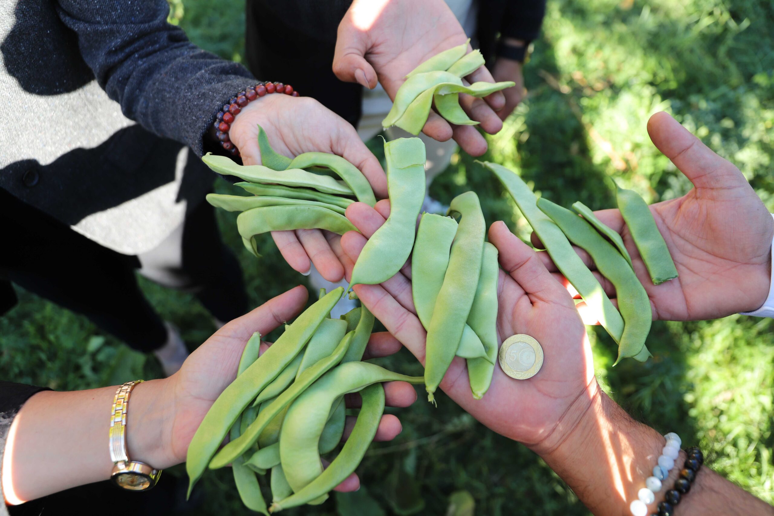 Gevaş Fasulyesi 2025 Denetimlerini Başarıyla Geçti