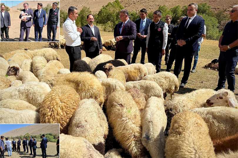 Van’da çiftçilere 240 bin koyun verildi