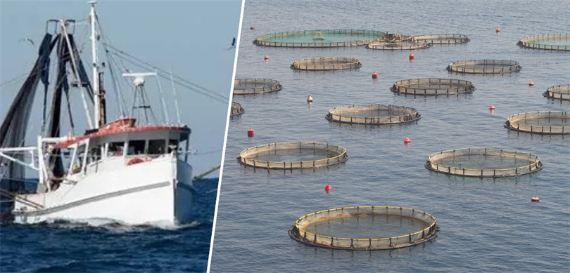 Su Ürünlerinde Üretim Planlamasında Tür Sayısı 16’ya Yükseldi