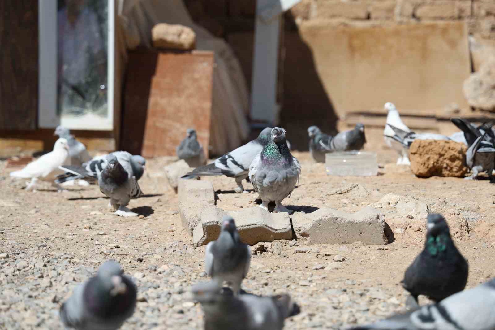 Banka kasası değil güvercin kümesi