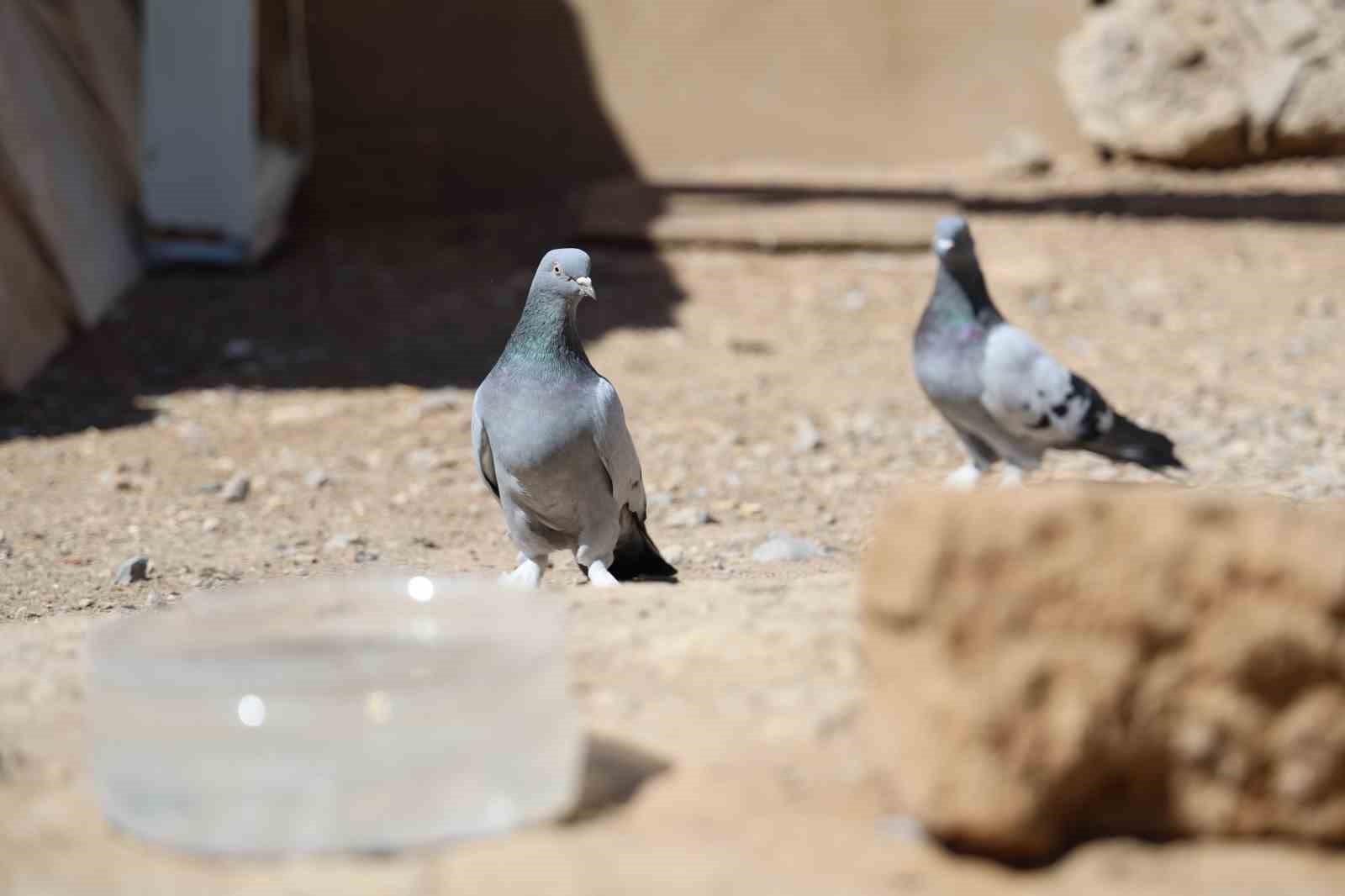 Banka kasası değil güvercin kümesi