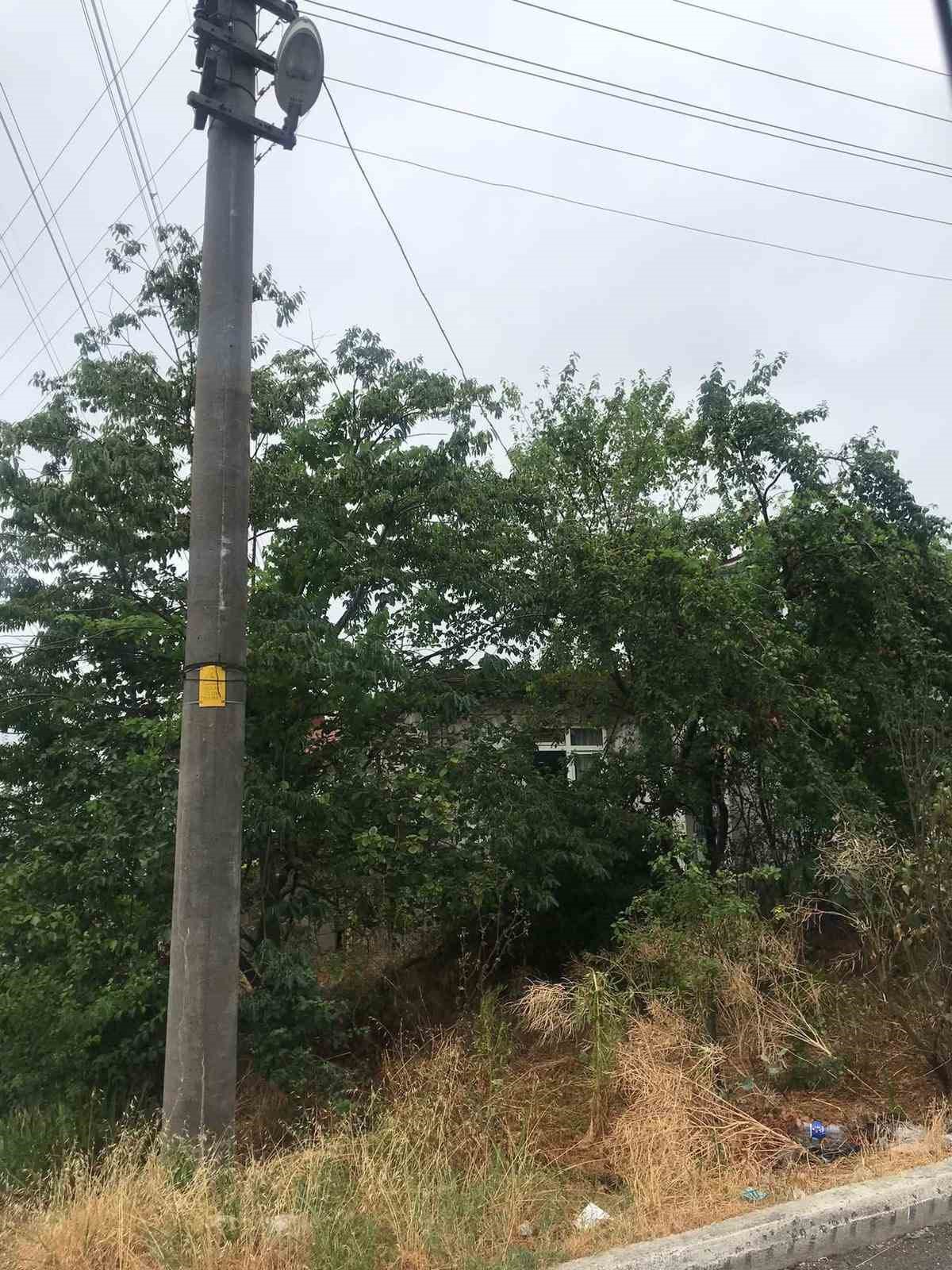 Ağaçların içinden geçen elektrik telleri tehlike saçıyor