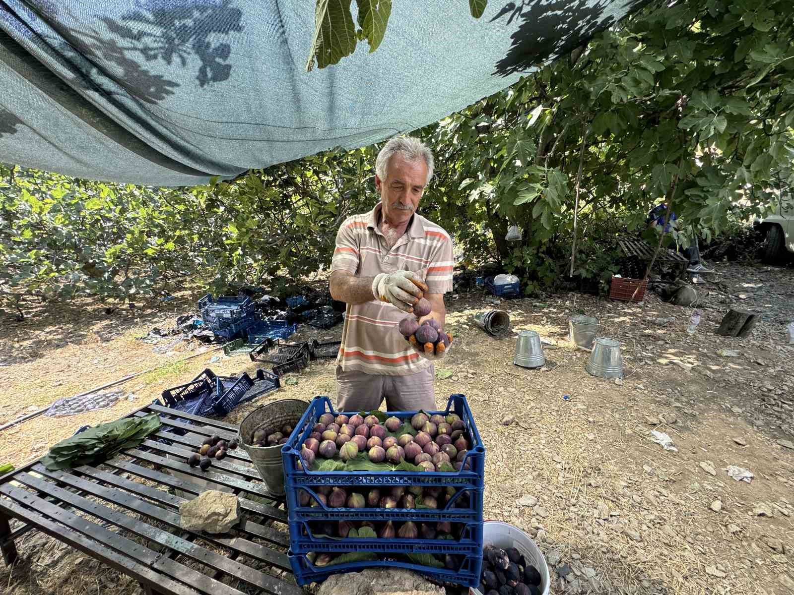 Antalya’da siyah incir hasadı