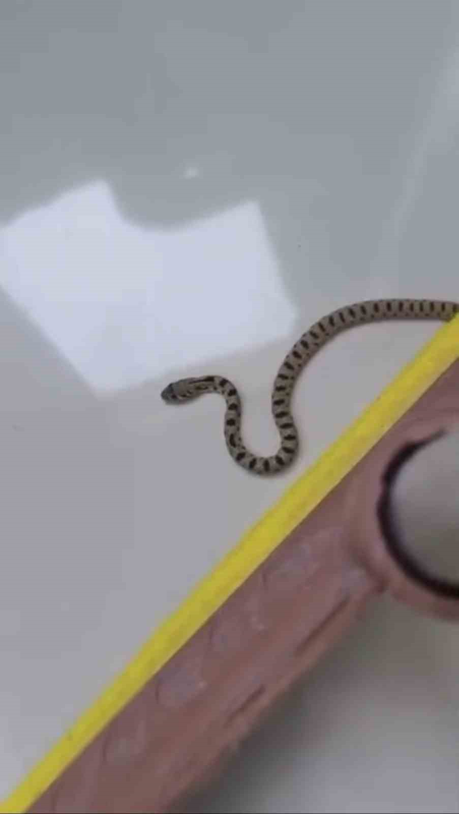 Apartmanın 8’inci katında yılan paniği