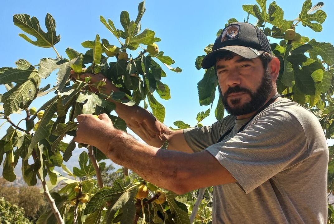 Başkasının kollarıyla incir hasadı yapıyor