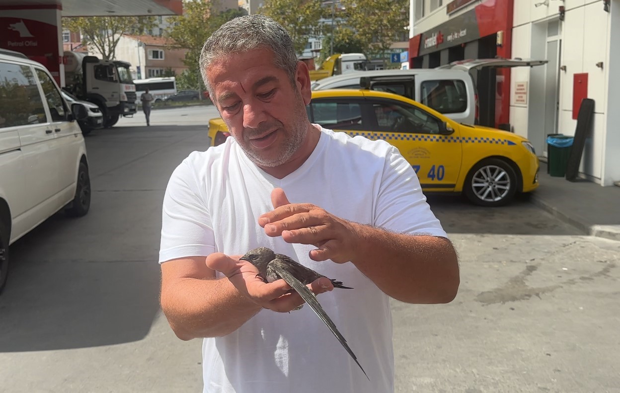 Bitkin halde bulduğu ebabil kuşunu korumaya aldı