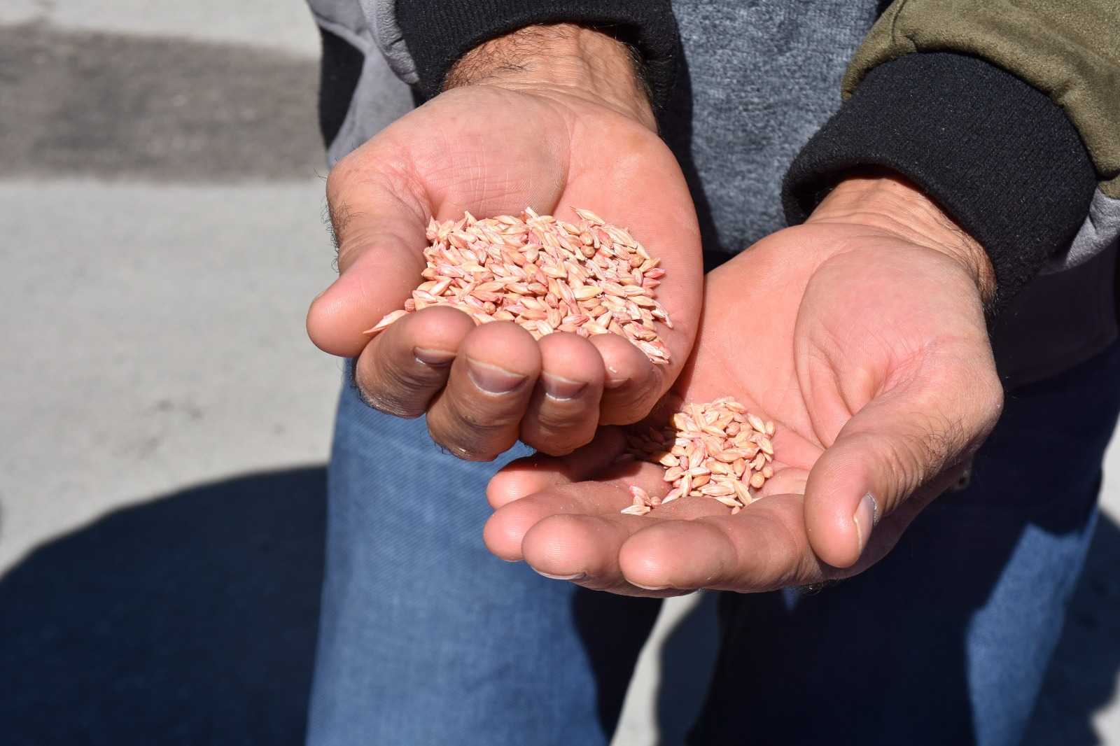 Van’da 11 Bin 371 Çiftçiye 11 Bin Ton Sertifikalı Tohum Dağıtıldı