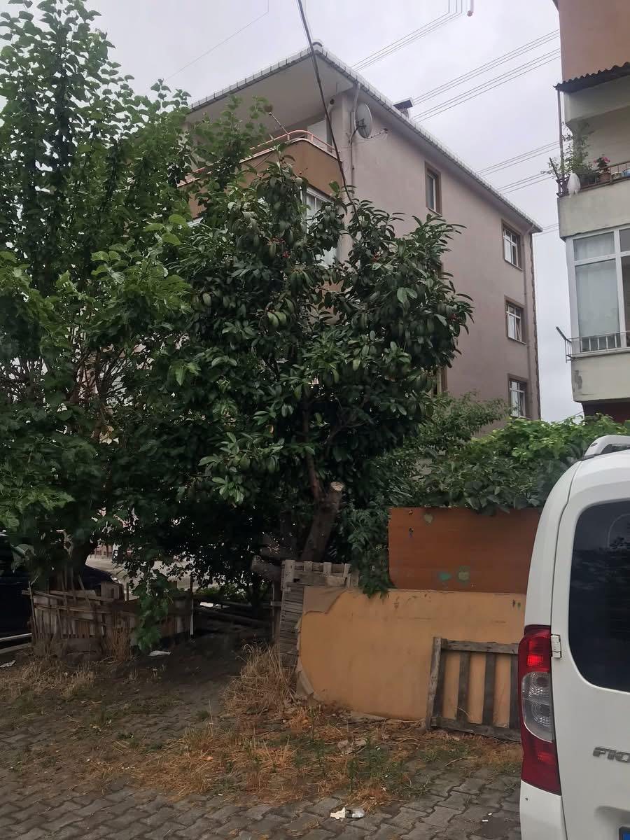 Ağaçların içinden geçen elektrik telleri tehlike saçıyor