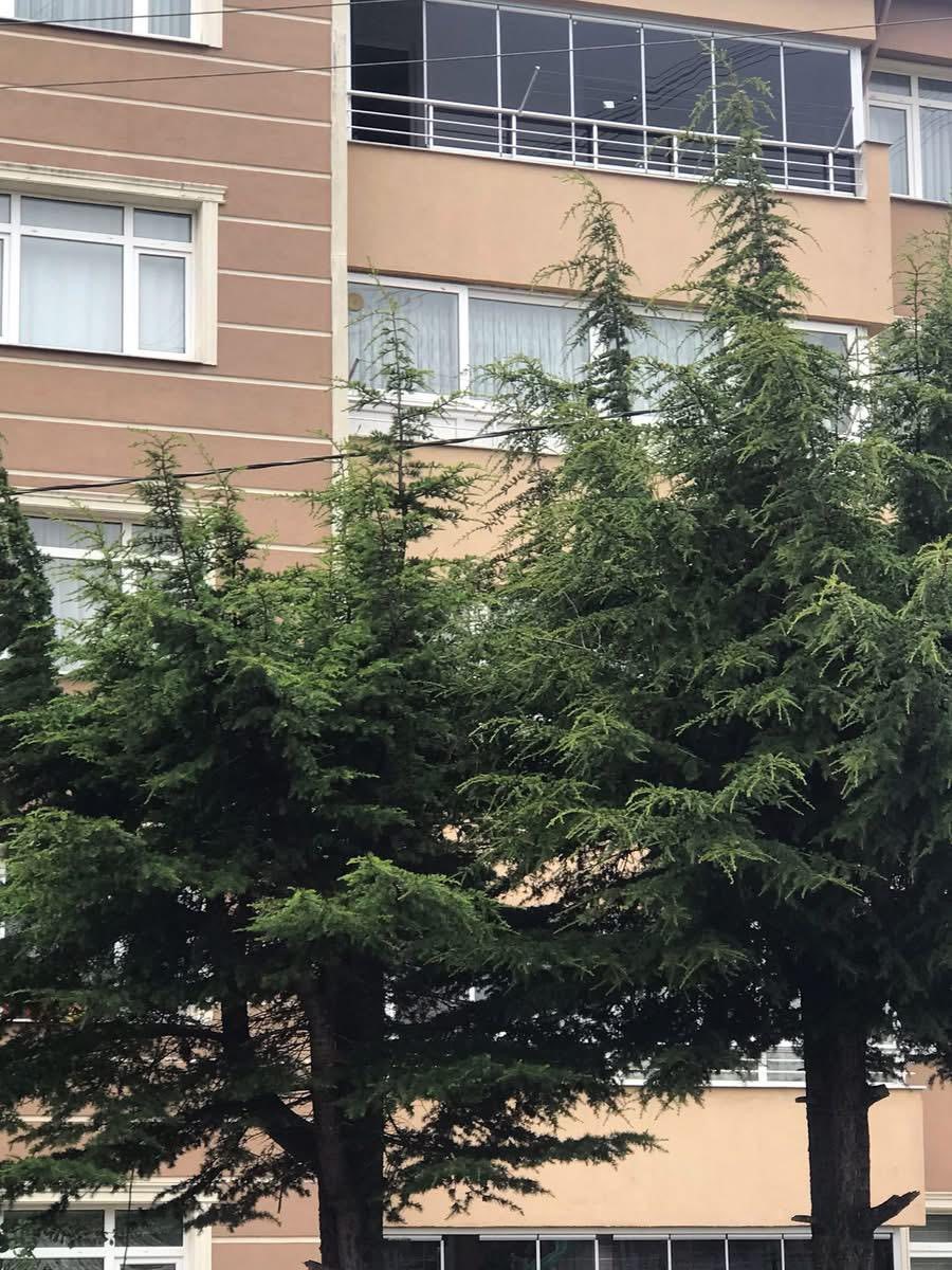 Ağaçların içinden geçen elektrik telleri tehlike saçıyor
