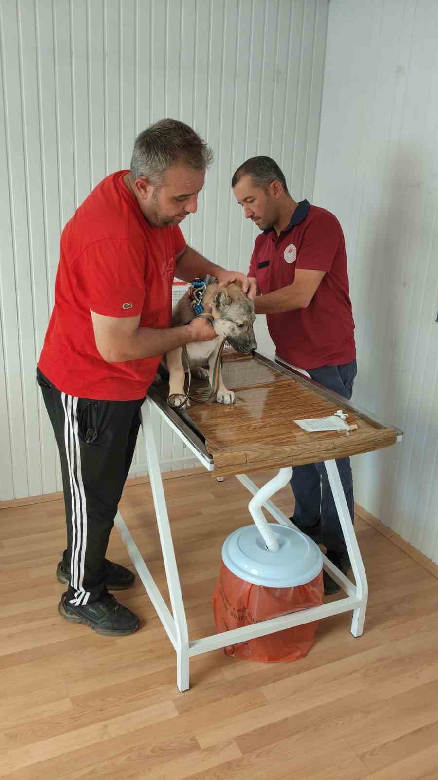 Evcil hayvan sahiplerine uyarı!