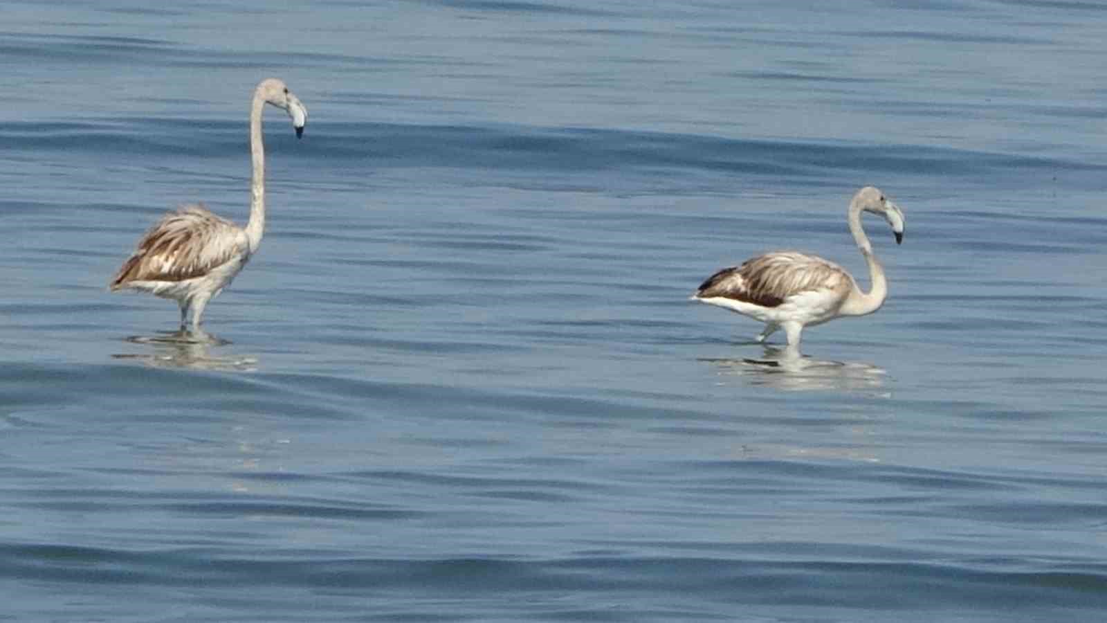 Van Gölü Kıyısında Görsel Şölen