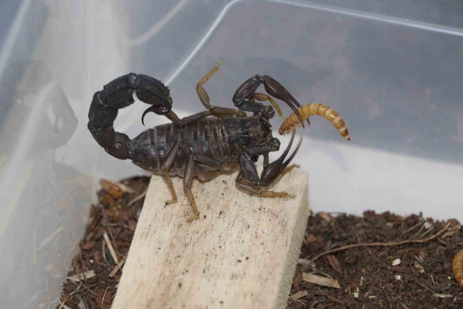 İnşaatçılıktan akrep zehri üretimine geçti, gramından on binlerce dolar kazanacak