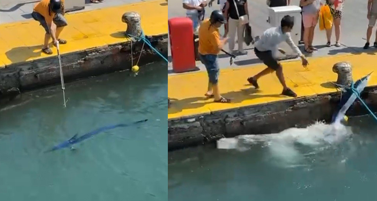 Nesli tehlike altındaki mavi yelken balığı limanda zıpkınla vuruldu