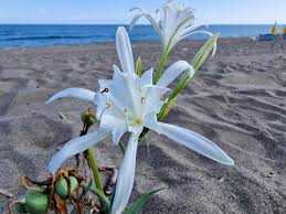 Bu çiçekleri koparanın cezası: 557 bin TL