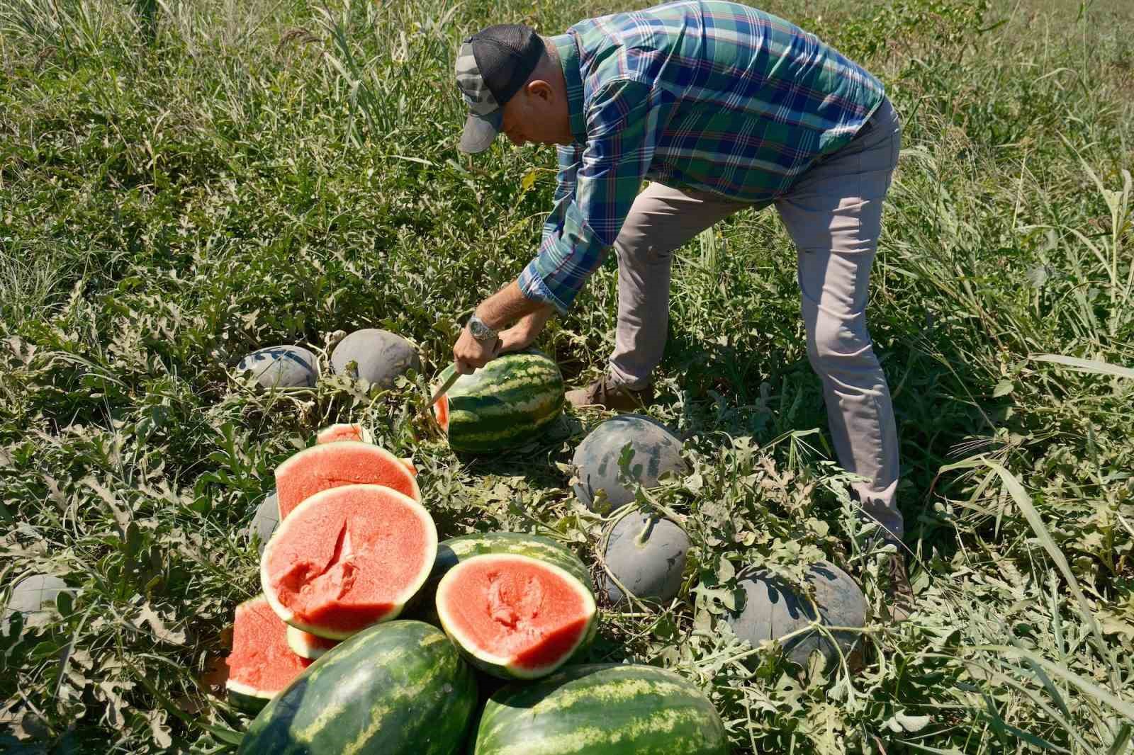 iPhone 17 ile Tarla Hesabı: Bir Telefon İçin Ne Kadar Ürün Gerekir?