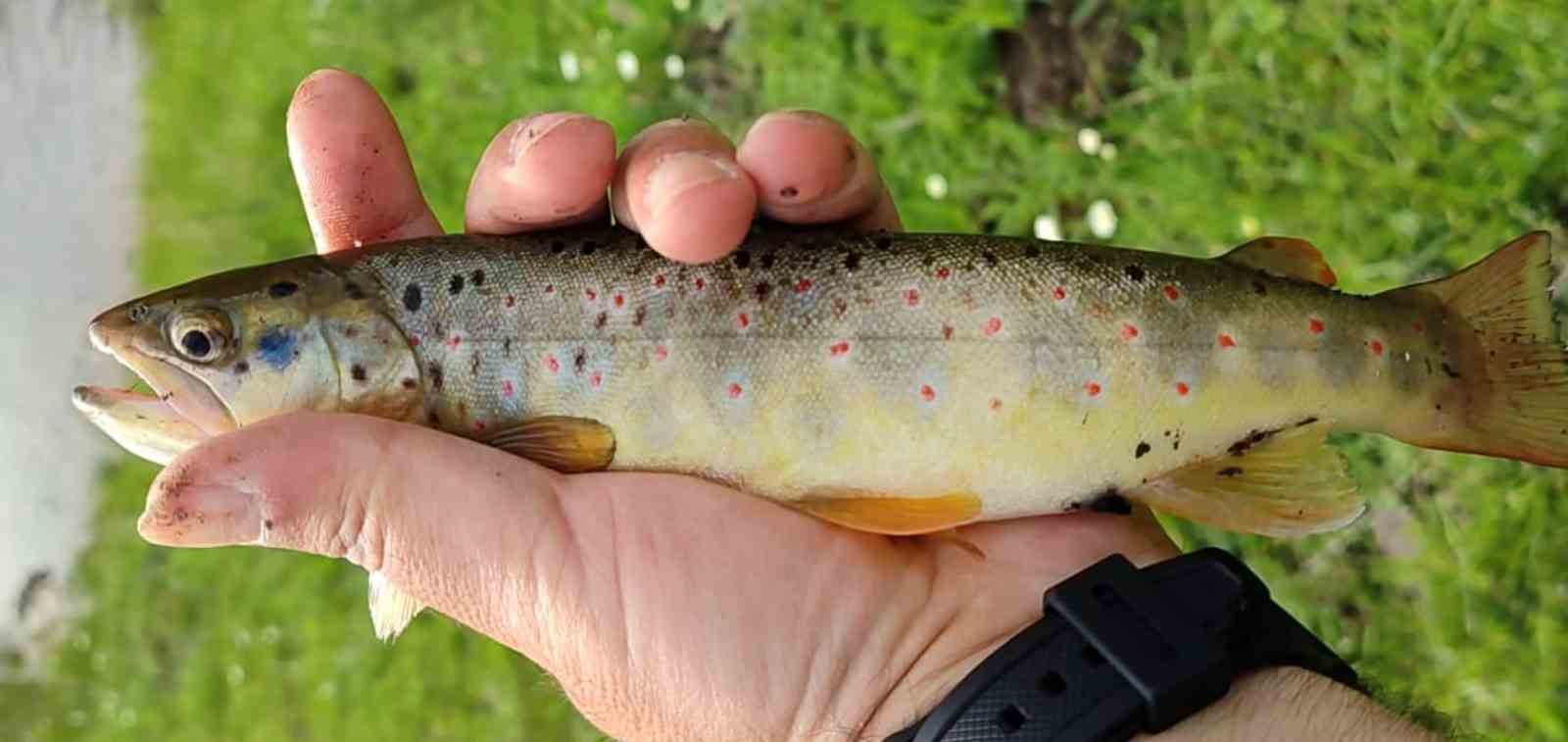 Kırmızı benekli alabalığın nesli tükeniyor