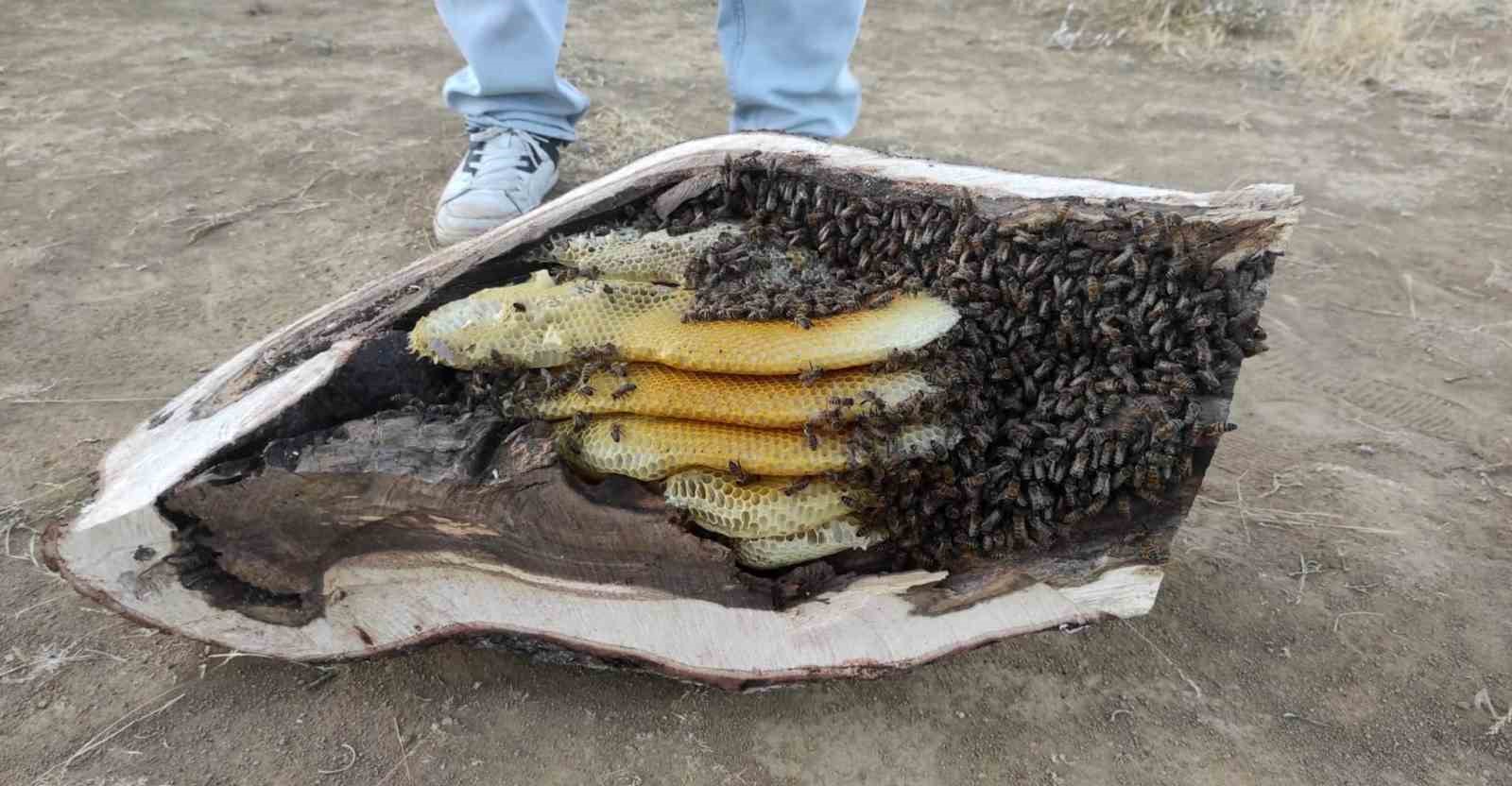 Mağara ve ağaç kovuğundan kilo kilo organik bal çıktı