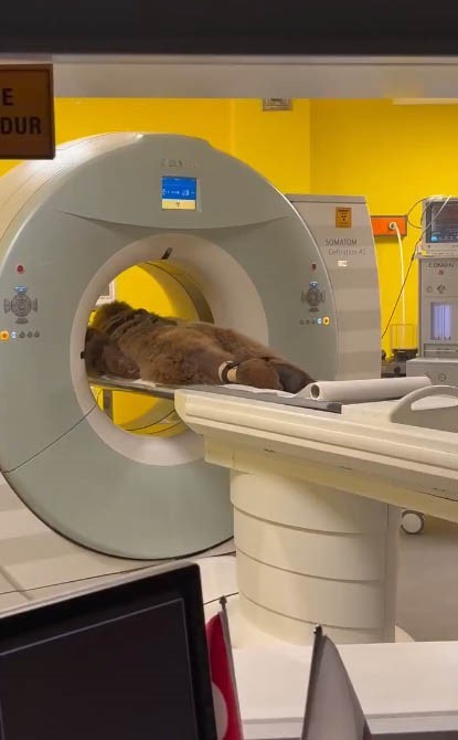 Midesi Rahatsızlanan Ayı MR’a Girdi, Tedavi Edilip Geri Gönderildi