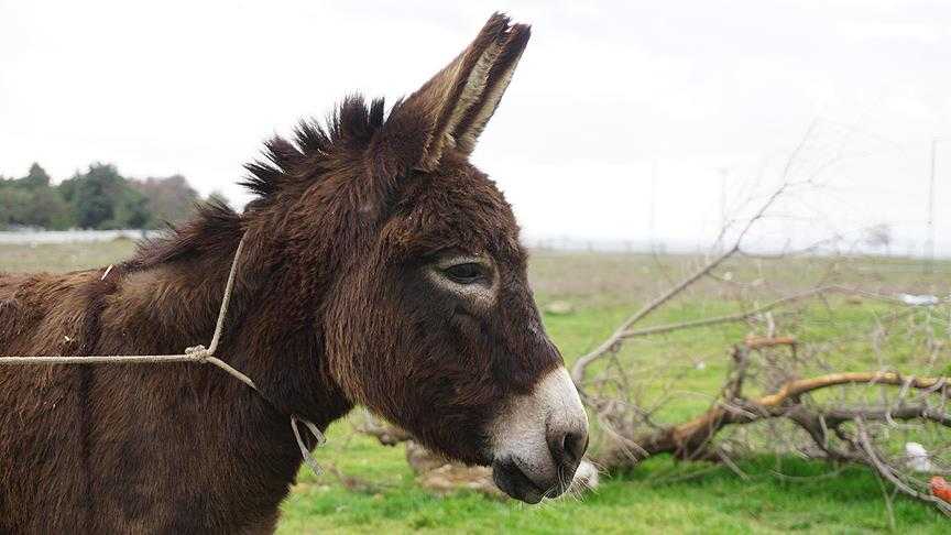 Van’da kaç eşek yaşıyor? İşte Van’da yaşayan eşek sayısı…
