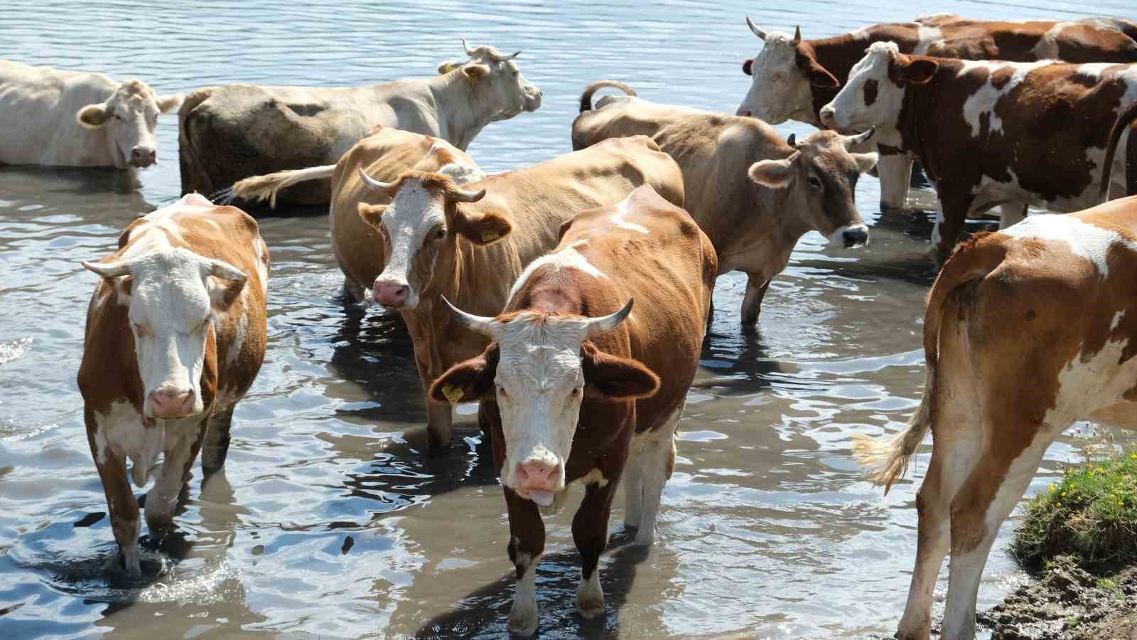 Türkiye’nin 2024 Hayvan Varlığı Verileri Yayımlandı: Üretim Artıyor